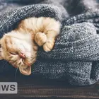 До чого сняться коти – як розтлумачити сон?