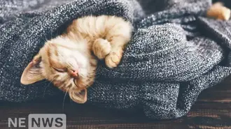 До чого сняться коти – як розтлумачити сон?