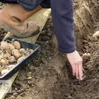 Kiedy sadzić ziemniaki według ludowych przesądów – jesienią i wiosną?
