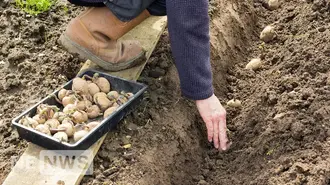 Kiedy sadzić ziemniaki według ludowych przesądów – jesienią i wiosną?