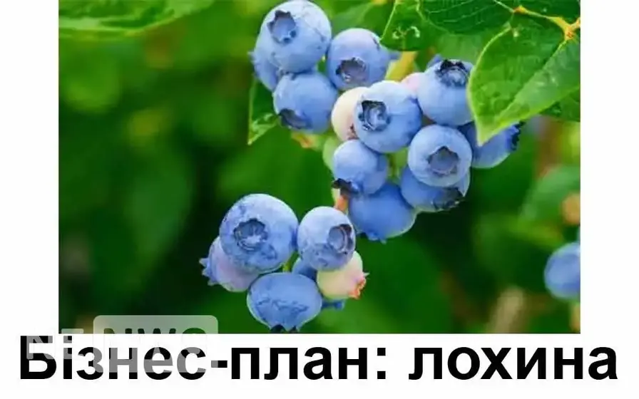 бізнес на лохині, вирощування лохини бізнес-план