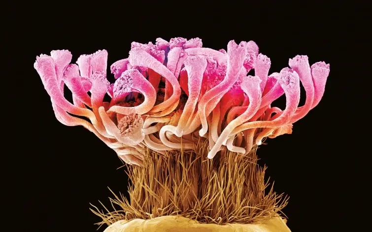 Як виглядає квітка під мікроскопом?