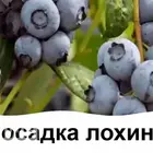 Як посадити лохину весною? Посадка лохини навесні у відкритий ґрунт: правила, схема, догляд та найкращі сорти