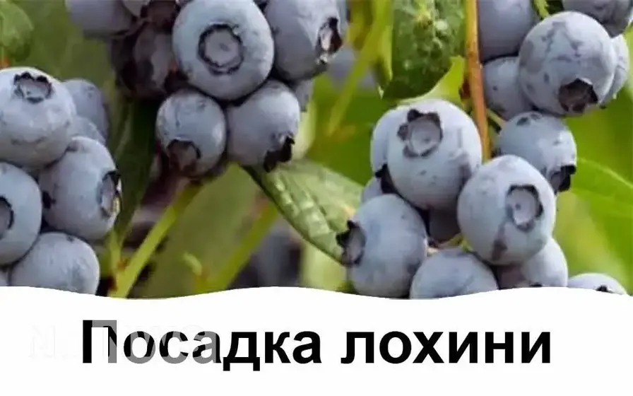 Як посадити лохину навесні правильно - посадка лохини
