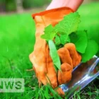 How to get rid of weeds on a land plot (in the garden, in the country)
