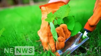 How to get rid of weeds on a land plot (in the garden, in the country)