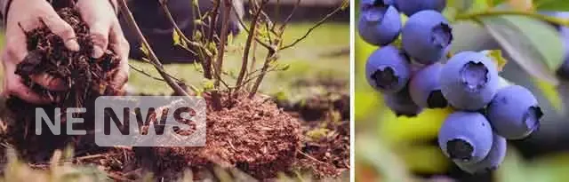 Грунт для лохини 