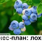 Бізнес-ідея вирощування лохини з розрахунками
