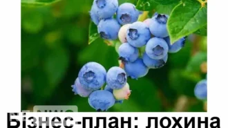 Бізнес-ідея вирощування лохини з розрахунками