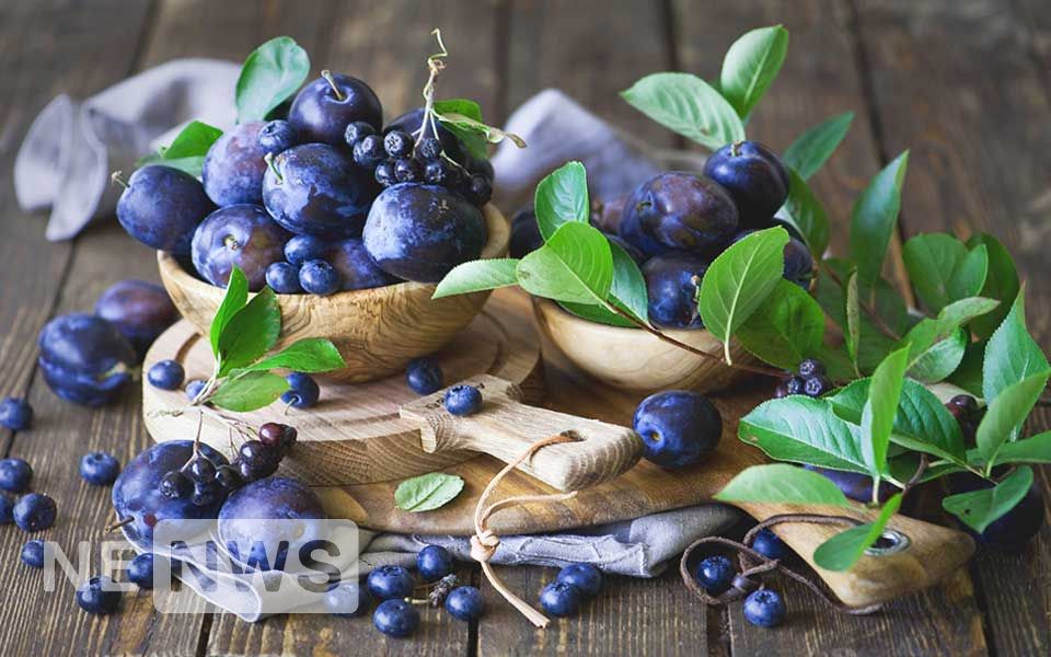 лохина (голубіка) і чорниця, дуже схожі, різниця