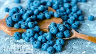 «Лохина» – про ягоду, користь та шкода, поживність та рецепти