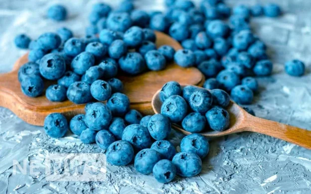 «Лохина» – про ягоду, користь та шкода, поживність та рецепти