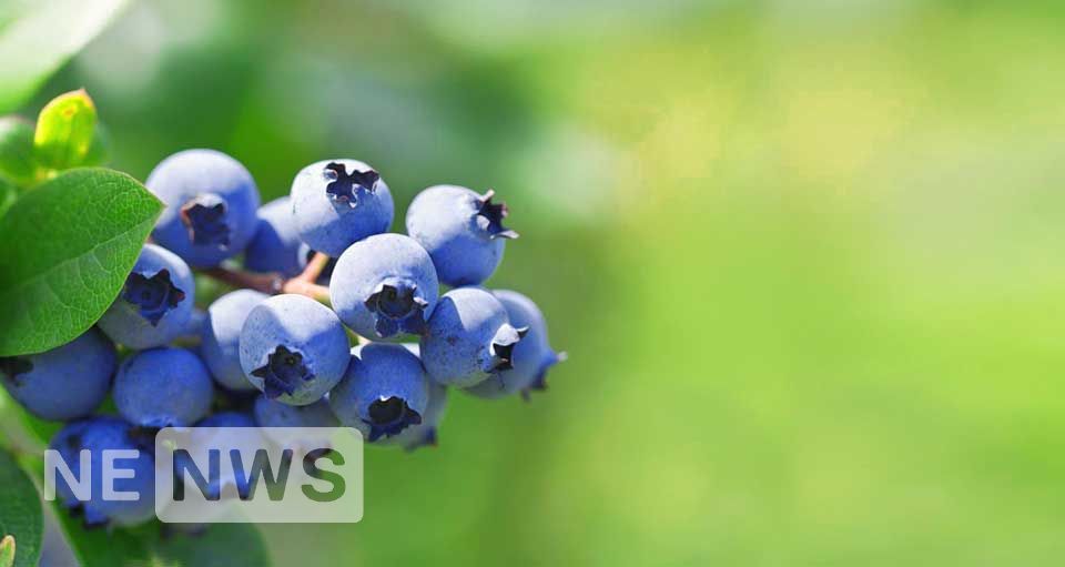 лохина це ягода (голубика)