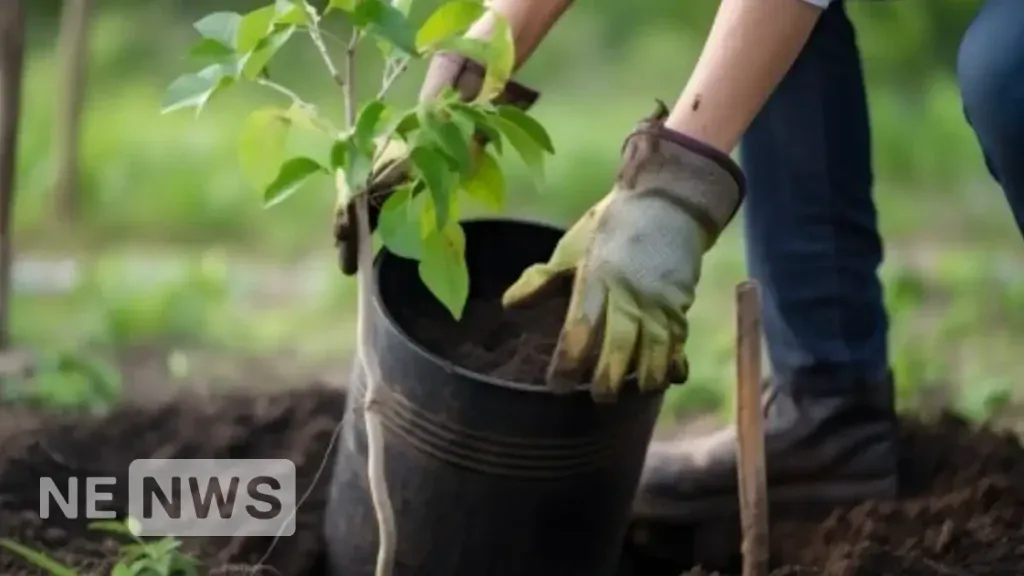 Весняна пора посадки: Крок за кроком до успішного саду плодових дерев