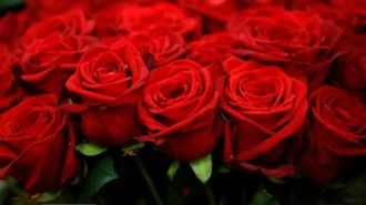 Купити троянди – правильне рішення на всі випадки