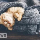 До чого сняться коти – як розтлумачити сон?