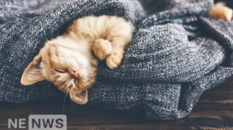 До чого сняться коти – як розтлумачити сон?