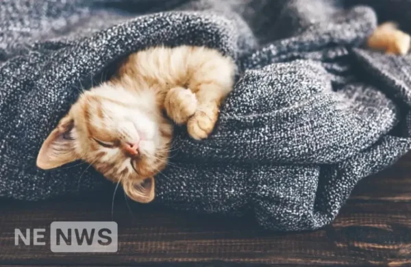 До чого сняться коти – як розтлумачити сон?
