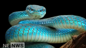 До чого сняться змії: тлумачення снів за популярними сонниками