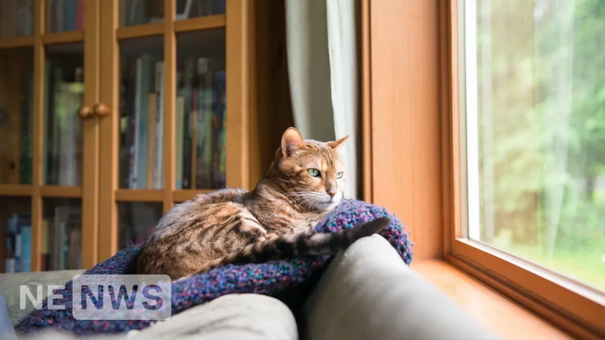 Як вибрати якісний вологий корм для котів?