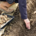Kiedy sadzić ziemniaki według ludowych przesądów – jesienią i wiosną?