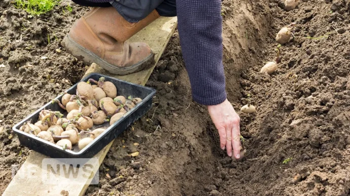 Коли садити картоплю за народними прикметами – восени та навесні?
