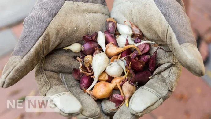 Коли садиться цибуля на зиму у відкритий грунт? Переваги та недоліки посадки під зиму