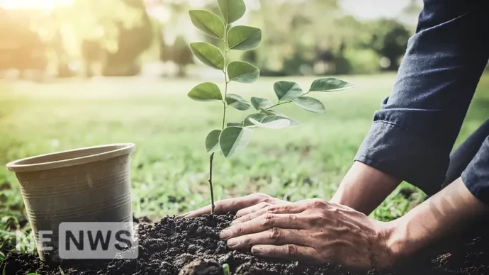 Коли краще садити дерева навесні та восени: точний календар
