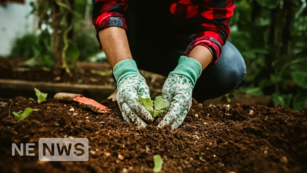 Осіння посадка дерева – переваги та особливості