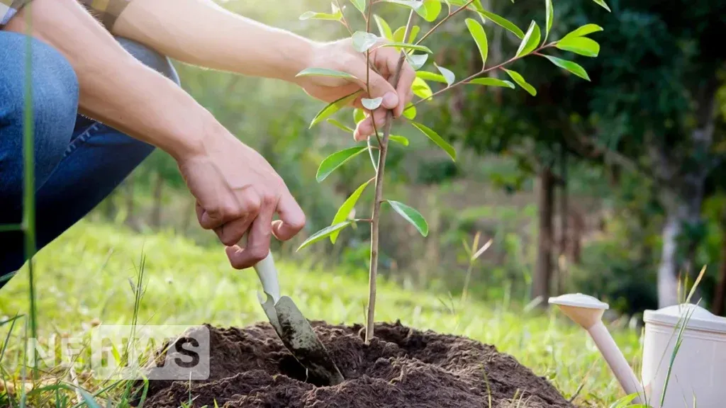 Коли садити дерева – головні фактори вибору