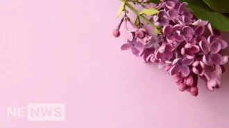 Коли садити бузок, та як правильно це робити: покроковий гайд