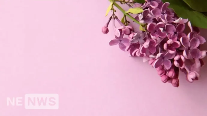 Коли садити бузок, та як правильно це робити: покроковий гайд