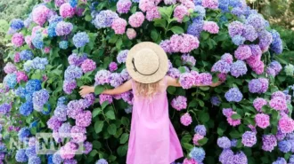 Коли садити гортензію: головні правила посадки та догляд за квітами