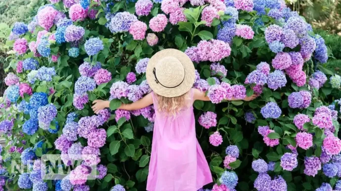 Коли садити гортензію: головні правила посадки та догляд за квітами