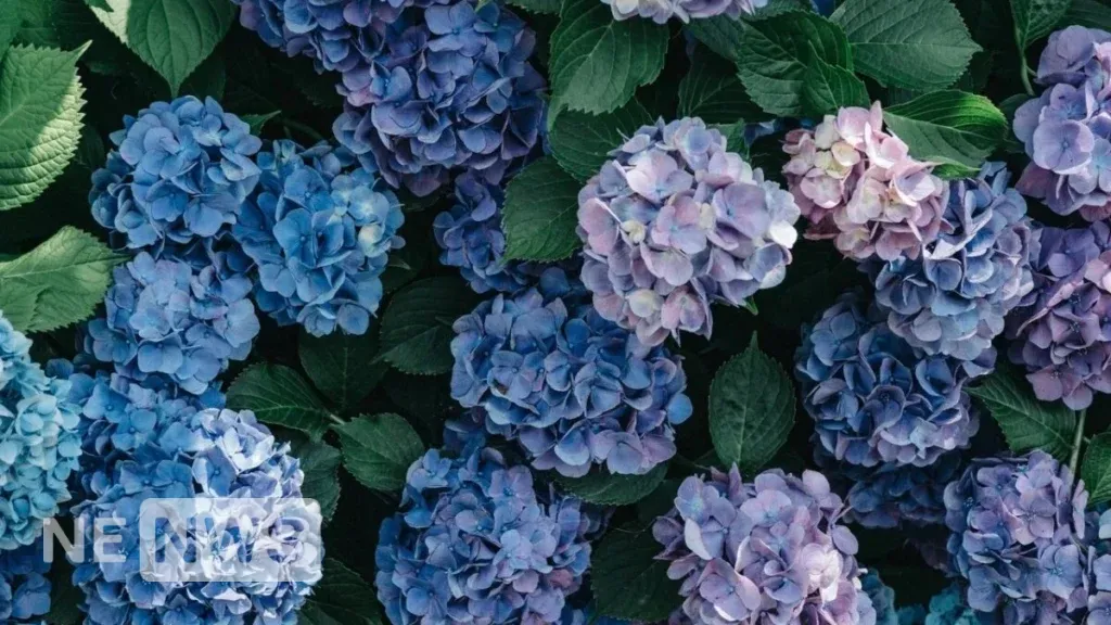 Коли садити гортензію: Як доглядати за гортензією?