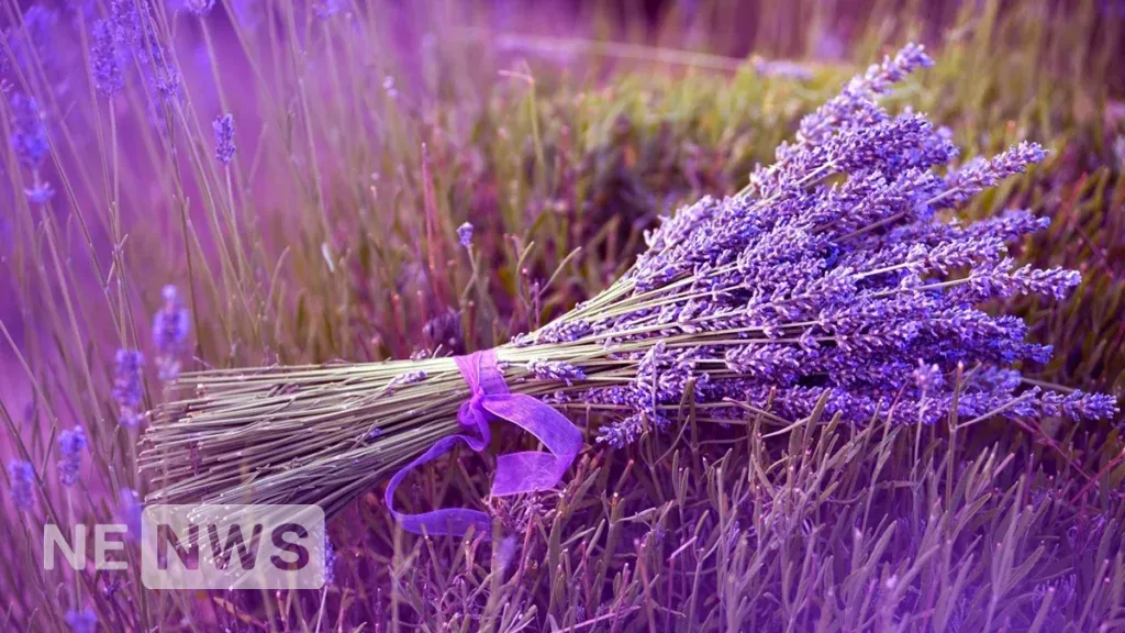 Як доглядати за лавандою?