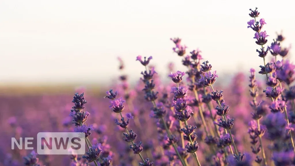 Де та як краще садити лаванду?