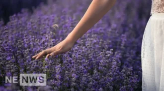 Коли краще садити лаванду, та як правильно її доглядати: практичні поради