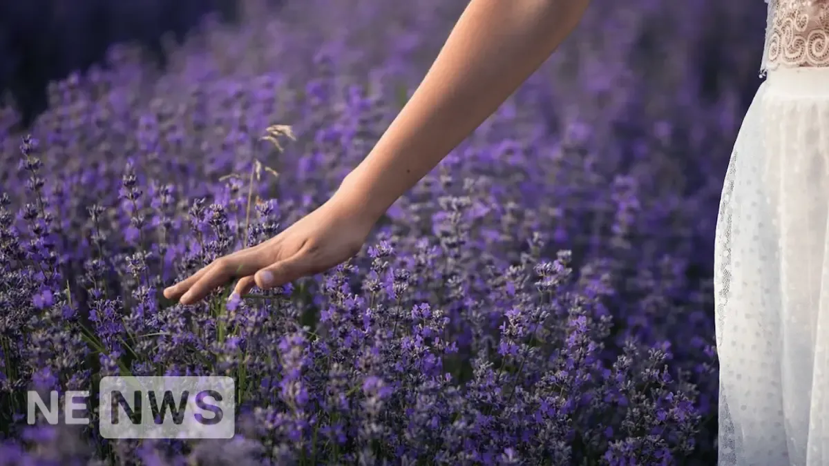 Коли краще садити лаванду, та як правильно її доглядати: практичні поради