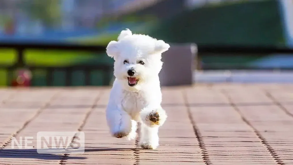 Маленькі собачки – правила догляду