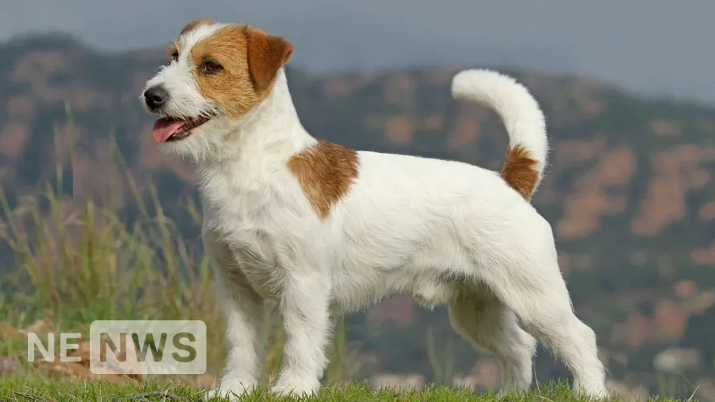 Маленькі породи собак – Джек-рассел тер’єр