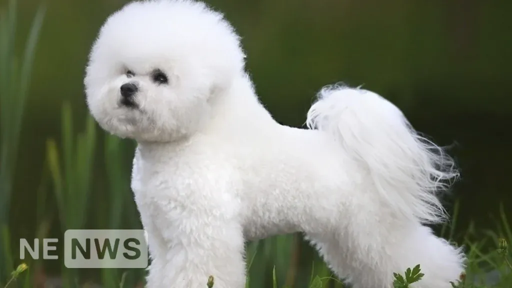 Маленькі породи собак – Бішон фрізе