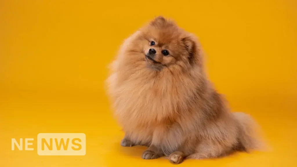 Маленькі породи собак – Померанський шпіц