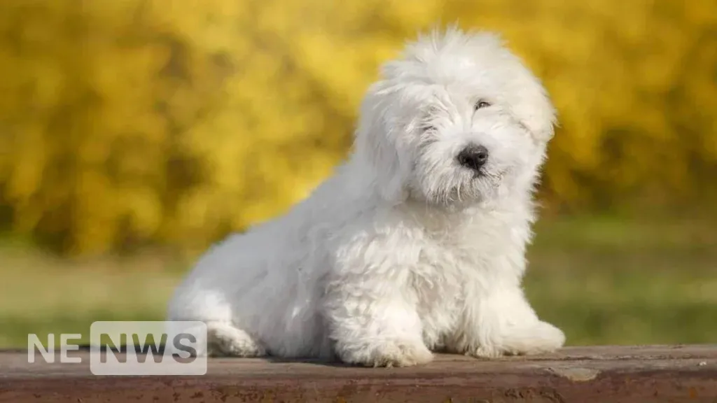 Маленькі породи собак – Котон-де-тулеар