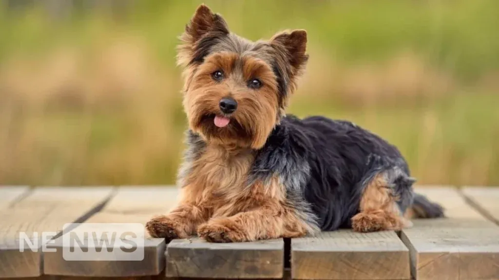 Маленькі породи собак – Йоркширський тер’єр