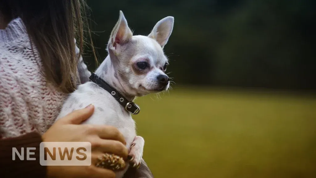 Маленькі породи собак – Чихуахуа