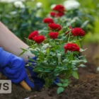 Kiedy sadzić róże wiosną, latem i jesienią – co dodać do dołka podczas sadzenia?