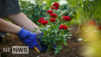 Коли та як садити троянди: поради для весни, літа та осені