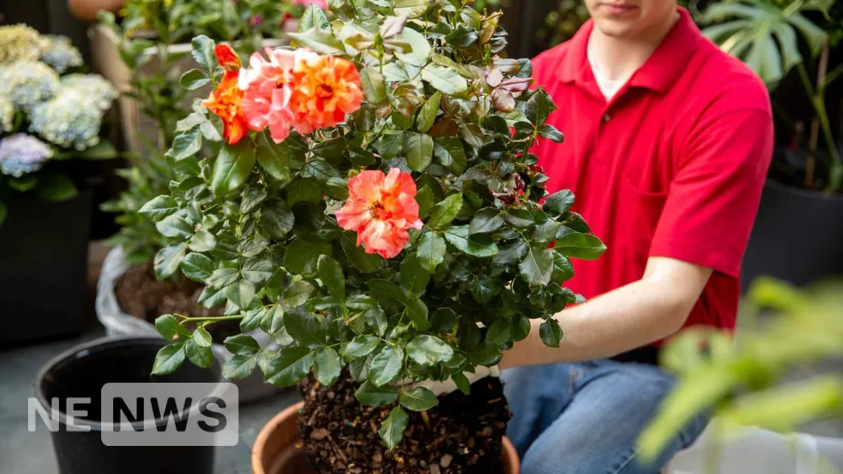 Коли садити троянди восени