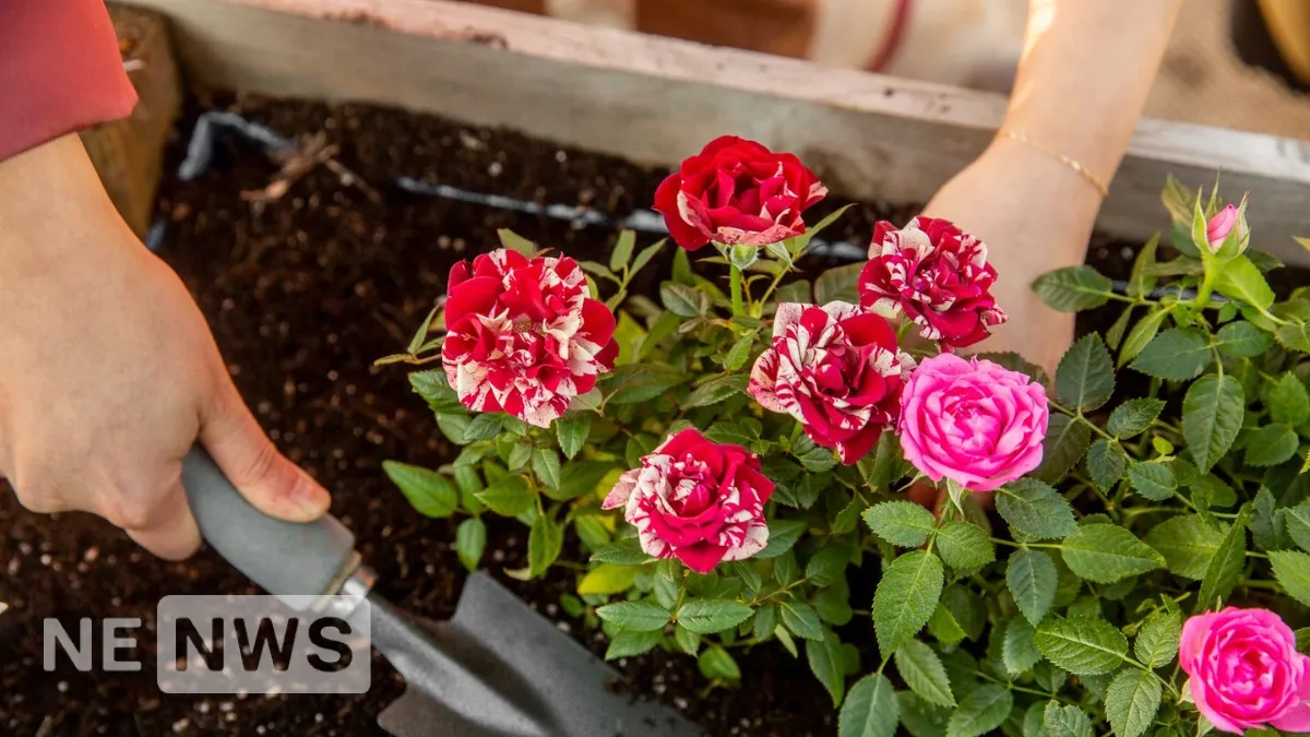 Коли садити троянди влітку